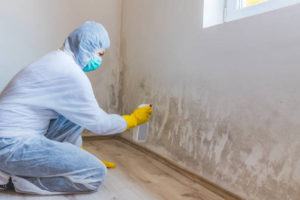Licensed Basement Mold Removal service in Duncansville, PA - WQB Mold Removal