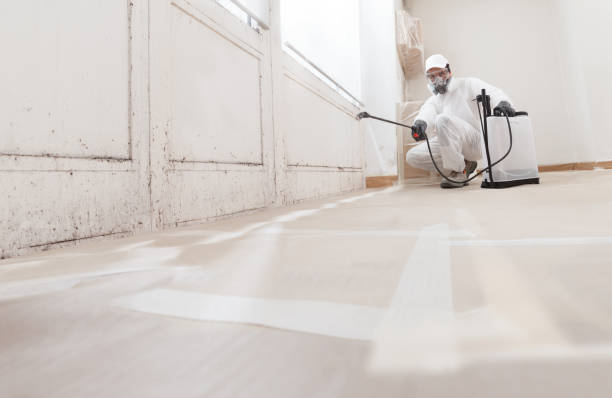 24/7 Emergency Basement Mold Removal experts in Duncansville, PA